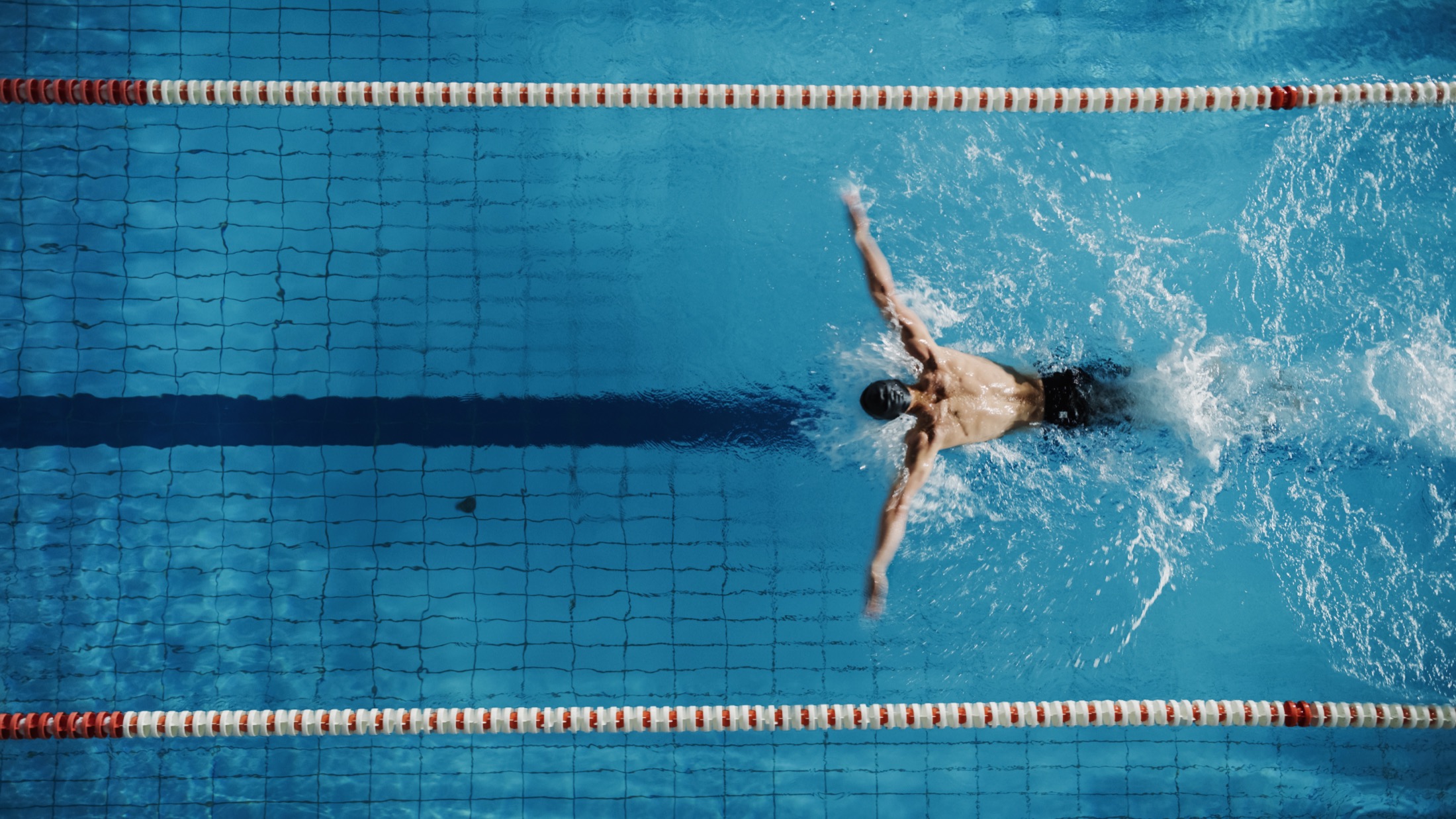 Butterfly from above, lane lines either side